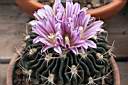 ECHINOFOSSULOCACTUS MULTICOSTATUS_FIORI.JPG